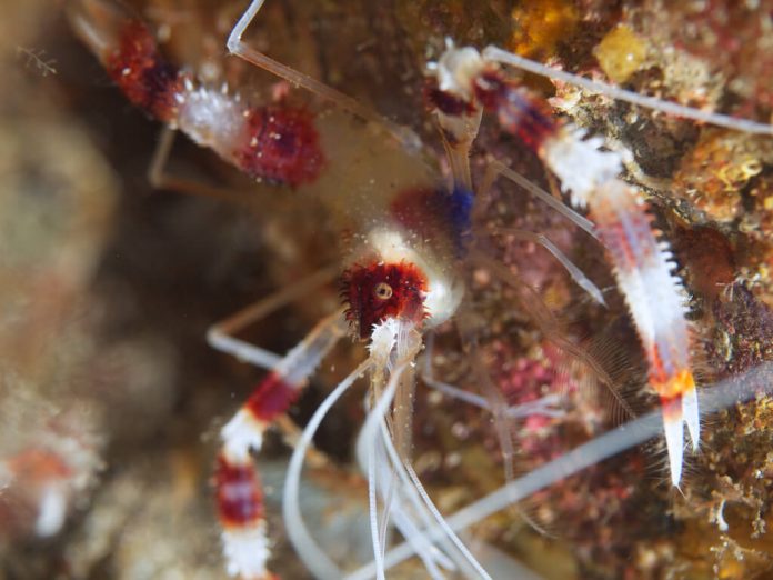 eb b coral banded shrimp