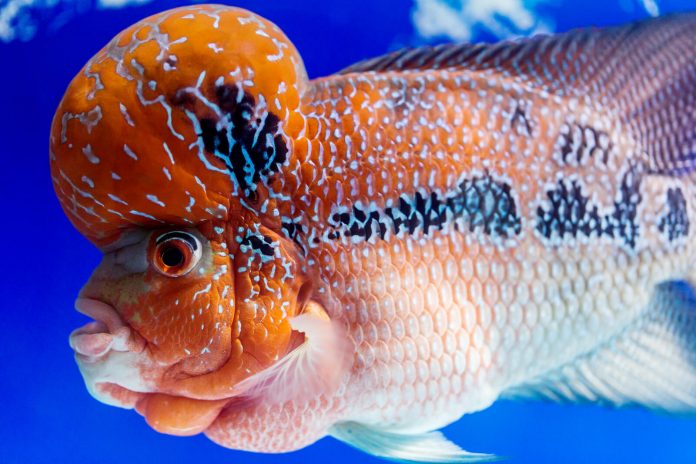 bigstock Closeup Big Aquarium Fish The