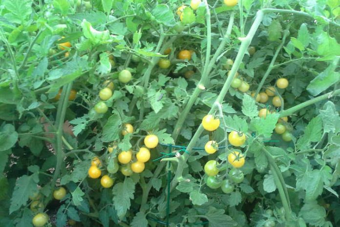 Fertilizzante al pomodoro come nutrire le tue piante per i