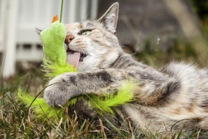 The Skinny on Hyperthyroidism in Cats