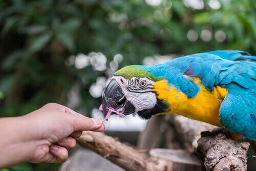 cose da considerare prima di acquistare un pappagallo
