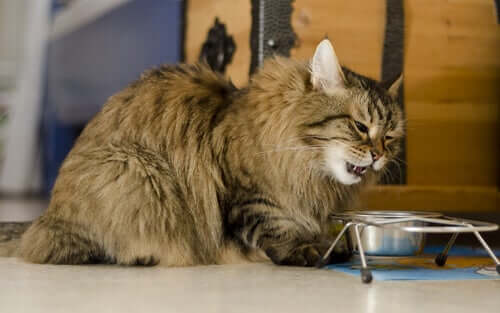 Alimentazione per prevenire il diabete nei gatti