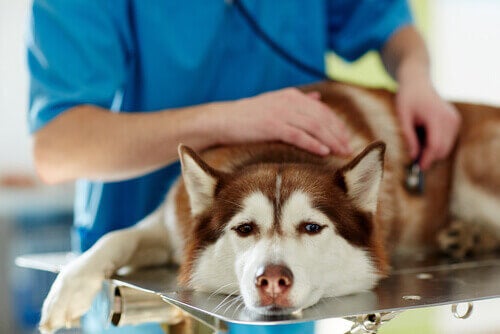 Le cause delle convulsioni nei cani