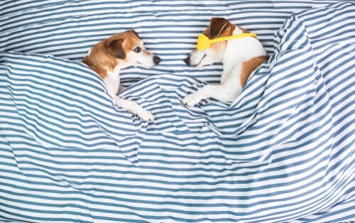 Perché la maggior parte dei cani si gratta il letto