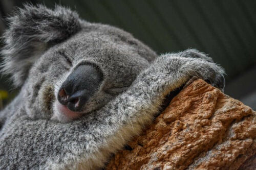Il Koala è un maestro nelladattamento allambiente