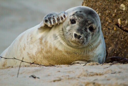 Perché la foca è conosciuta come il cane da acqua